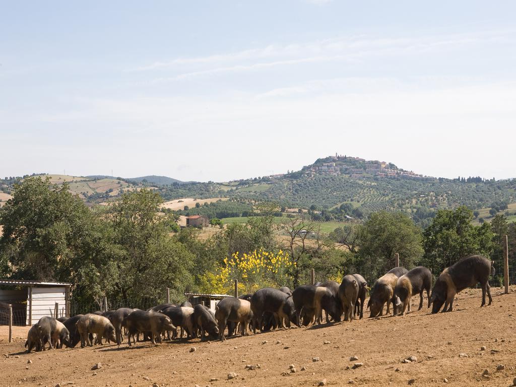 Agriturismo Boschetto Di Montiano Montiano  Luaran gambar
