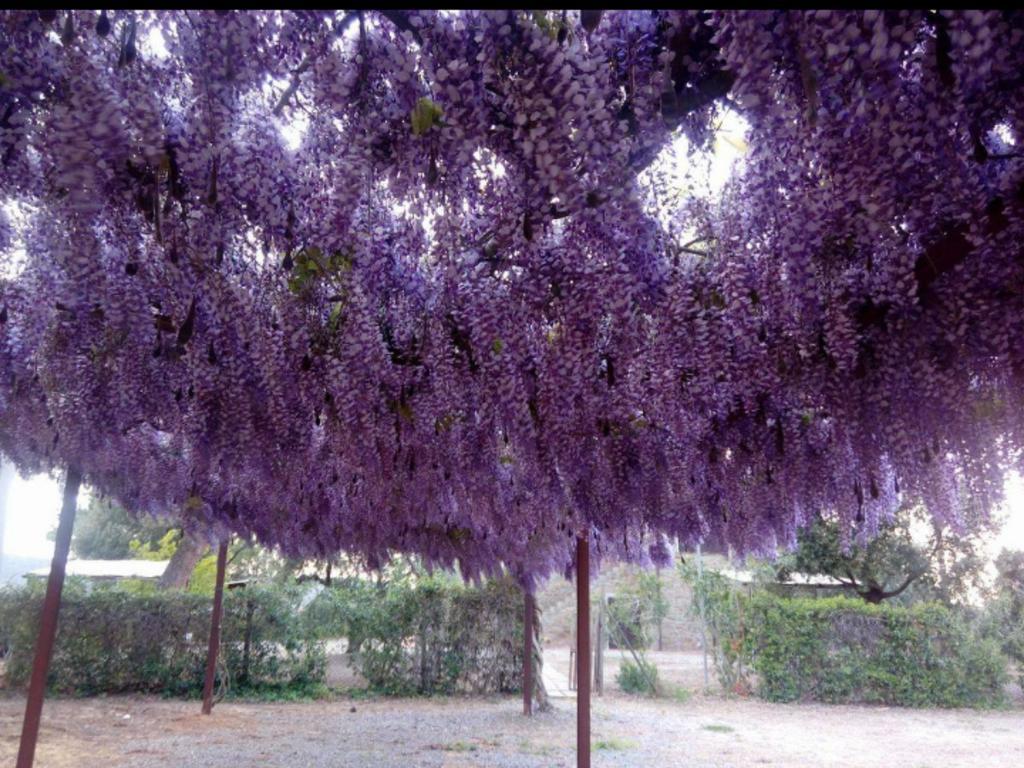 Agriturismo Boschetto Di Montiano Montiano  Luaran gambar